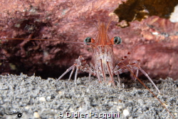 CREVETTE DE DURBAN - Rhynchocinetes durbanensis 
Réunion... by Didier Pasquini 